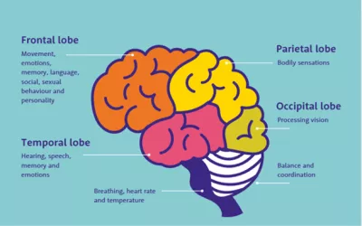 A colourful diagram of a brain shows the different lobes and what they control.